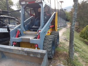 Bobcat - Thomas